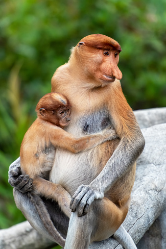 Proboscis Monkey (Nasalis larvatus) with pot bellies and long noses are endemic to Borneo island