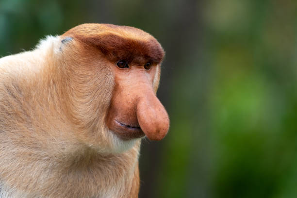 オスの胸郭猿の肖像画 - monkey proboscis monkey malaysia island of borneo ストックフォトと画像