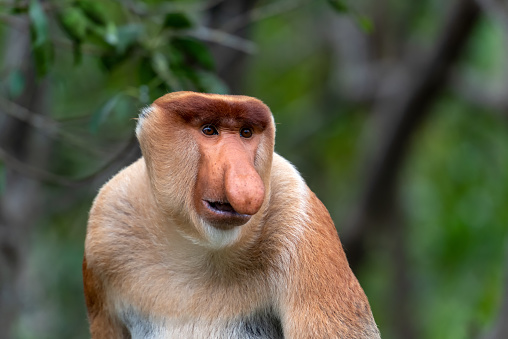 The proboscis monkey (Nasalis larvatus) or long-nosed monkey, known as the bekantan in Indonesia, is a reddish-brown arboreal Old World monkey with an unusually large nose. It is endemic to the southeast Asian island of Borneo.