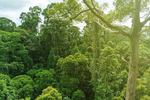 Canopy of the tropical rainforest in Kabili rainforest reserve located in Sandakan Sabah Borneo