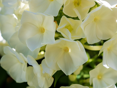 White phlox is a genus of flowering herbaceous plants of the cyanotic family Polemoniaceae.