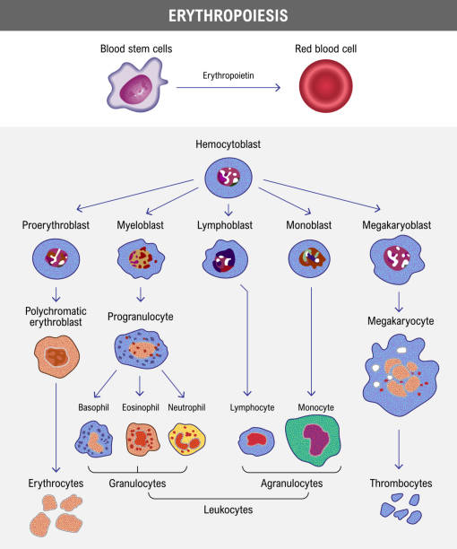Erythropoiesis. The development of red blood cell. Erythrocyte. Erythropoiesis. The development of red blood cell. Erythrocyte. Medical vector illustration erythropoietin stock illustrations