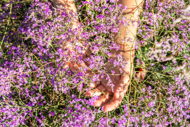 istock Women's graceful hands in lilac wildflowers 1424996563