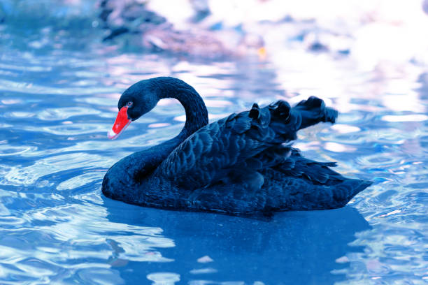 istock A beautiful black swan floats on blue water 1424997171
