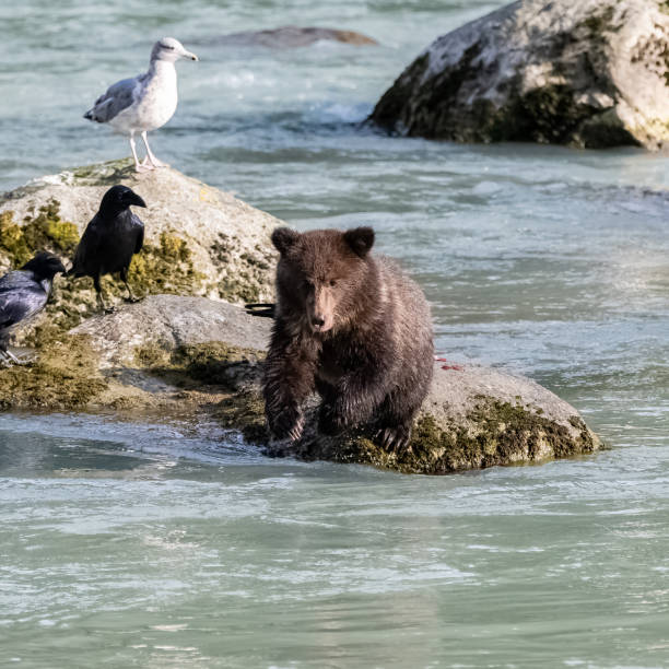 istock A baby grizzly jumping in the river 1424999285