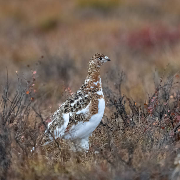 Willow Ptarmigan, bird in the tundra
