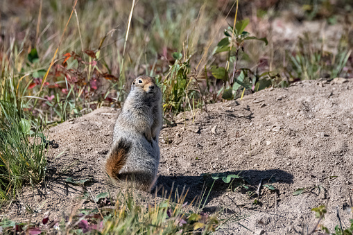 Arctic ground squirrel, Urocitellus parryii, cute rodent in Yukon