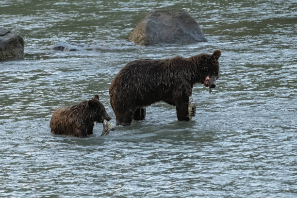 アラスカの川でサーモンを釣るグリズリーズ - bear salmon alaska cub ストックフォトと画像