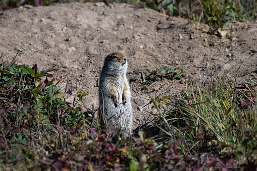 Arctic ground squirrel, Urocitellus parryii, cute rodent in Yukon