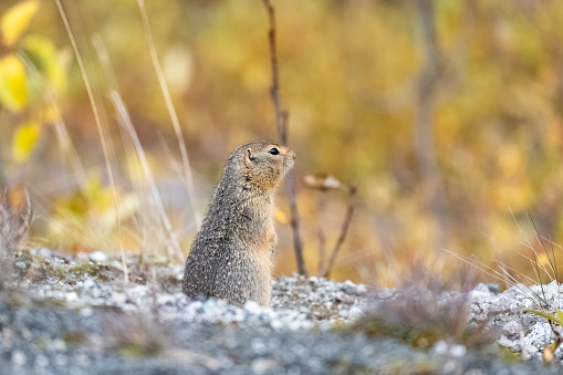 Arctic ground squirrel, Urocitellus parryii, a cute rodent in Yukon in autumn