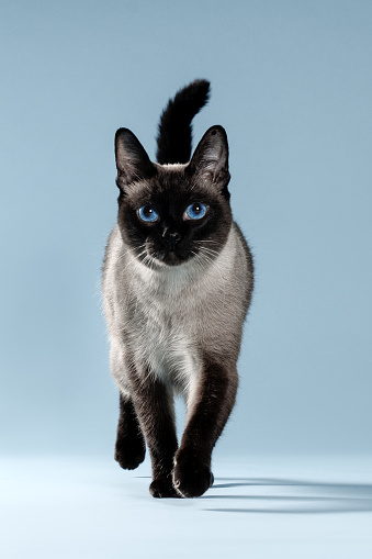 Beautiful Thai or Siam oriental cat with blue eyes goes to the camera. Expressive look, pretty fur color. Copy space, closeup portrait, bluish gray background.