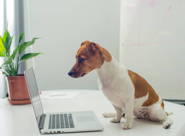 istock dog with laptop on office desk 1425001699