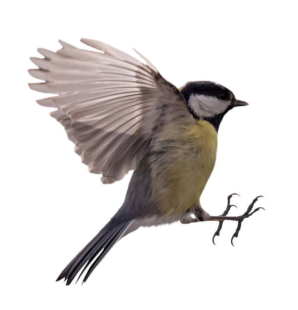 istock isolated small yellow tit in fast flight 1425001775