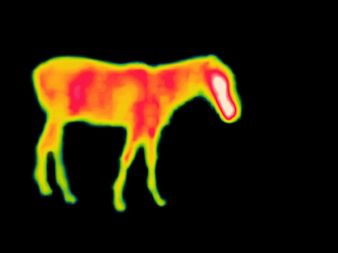 horse on a yellow field. Modified Image from thermal imager device