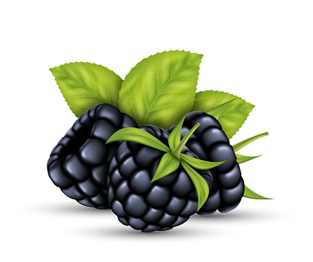 Realistic raw blackberry with green leaves. Ripe fruits full of nutrition and vitamins, juicy fresh cooking ingredient. 3d healthy natural food, organic agriculture symbol. Vector illustration