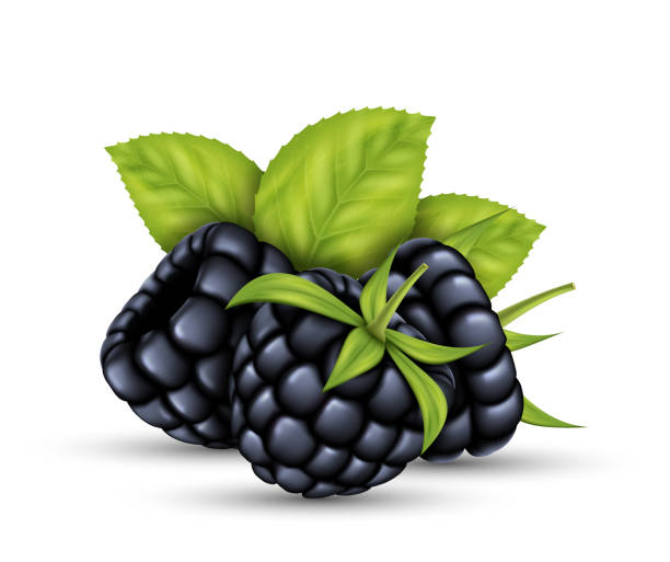 Realistic raw blackberry with green leaves. Ripe fruits juicy fresh cooking ingredient Realistic raw blackberry with green leaves. Ripe fruits full of nutrition and vitamins, juicy fresh cooking ingredient. 3d healthy natural food, organic agriculture symbol. Vector illustration dewberry stock illustrations