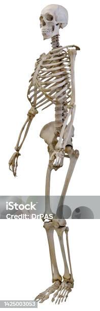 Getting Old Skeleton Old Human Skeleton On White Stock Photo - Download Image Now - Abstract ...