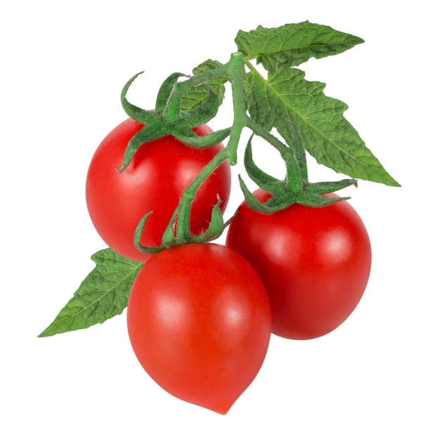 istock Tomatoes on a branch  with leaves isolated on white background with clipping path 1425003232