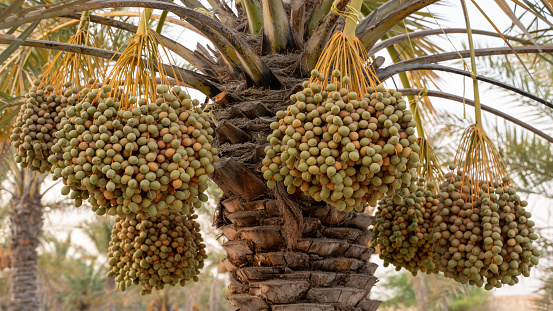 dates growing at date plantation in the Arab country.