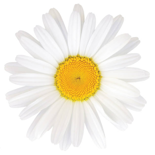 illustrations, cliparts, dessins animés et icônes de oxeye daisy leucanthemum vulgare lam. flower head, large detailed isolated flat lay macro closeup - single flower flower marguerite white background