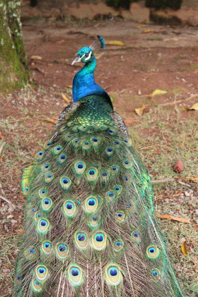 istock Peacock and Its Colorful Feathers Seen from Behind 1425008562