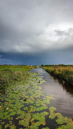 Ditch with water lilies in the countryside near Gouda, Holland. A rain shower in the distance is approaching.