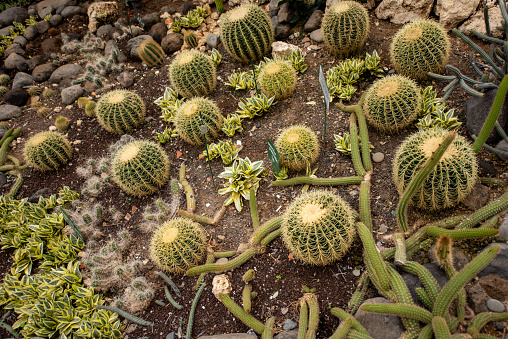 Outdoor small cactus garden, elevated view
