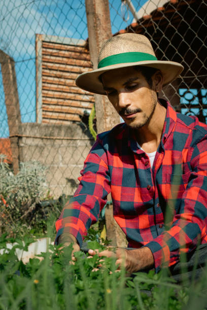 istock Black farmer beside small modest vegetable garden on sunny day 1425013810