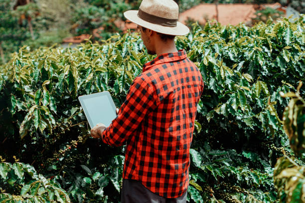 istock Farmer using digital tablet computer in cultivated coffee field plantation. Modern technology application in agricultural growing activity. 1425013830