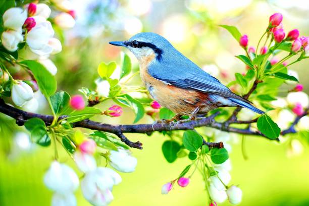 istock The bird picture 1425014711
