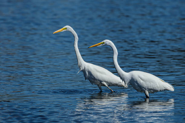 istock Great Egrets Foraging in California Coastal Lake 1425015252