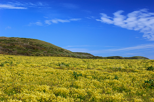 Field of mustard seed cover crop, used as weed suppression and pest control.  Mustard residues which contain glucosinolates are known to suppress soil-borne fungi and nematodes.\n\nTaken in Santa Cruz County, California, USA.