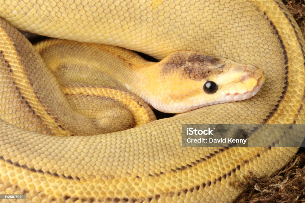 Image Morphing Python Ball Python Morph Portrait Stock Photo - Download Image Now - Cold ...