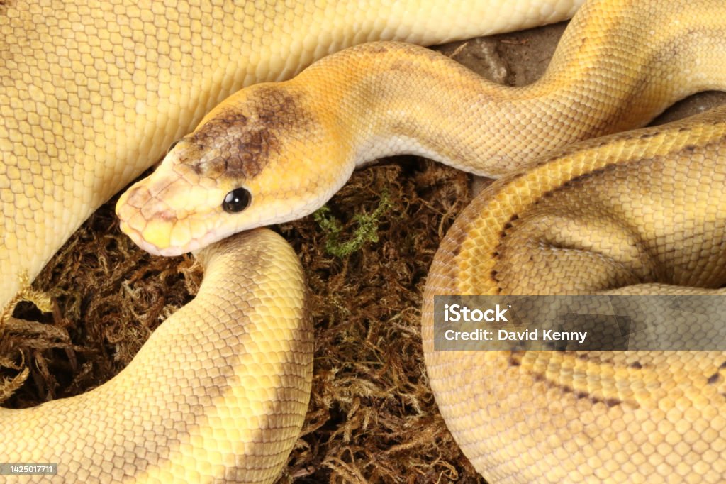 Moss Ball Python Ball Python Morph On Moss Stock Photo - Download Image Now - Cold ...