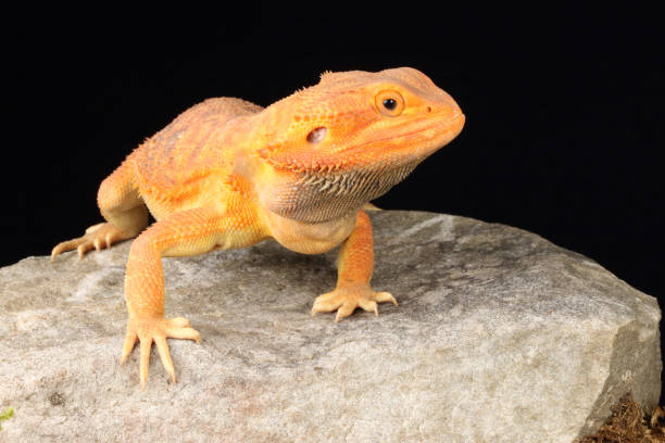 istock Adult Bearded Dragon 1425017875