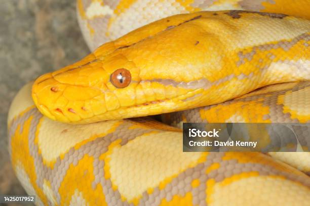 Printable Reticulated Python In Color Reticulated Python Portrait Stock Photo - Download Image Now ...