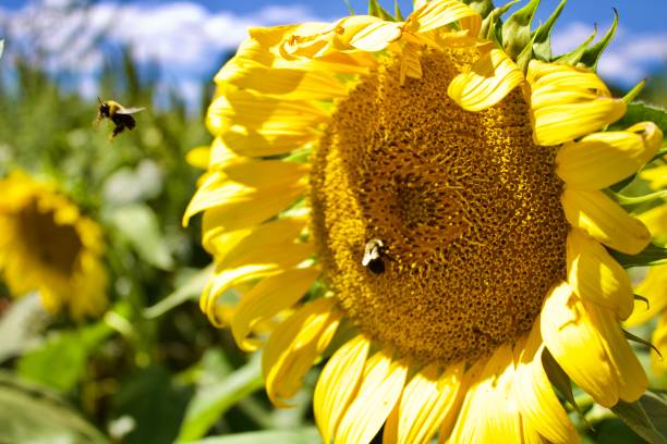 istock Sunflowers and bees in a field 1425021423