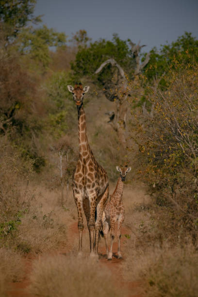 istock A Mothers Love 1425024299