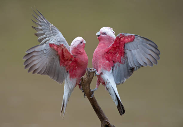 2.000+ Kakatua Galah Foto Stok, Potret, & Gambar Bebas Royalti - iStock