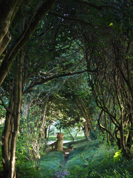 istock Hidden forest in Galicia 1425027226