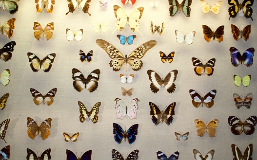 butterfly specimens preserved