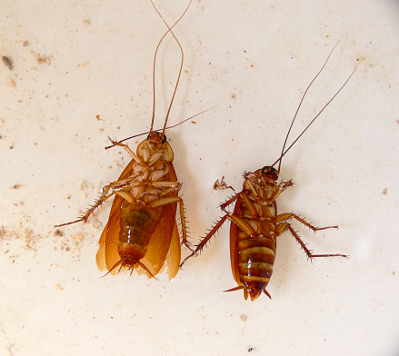 Indian Gaint centipede, Scolopendra hardwickei, Satara, Maharahtra, India