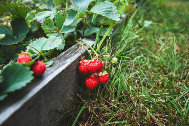 istock Remontant strawberry ripen in the garden, copy space 1425029383