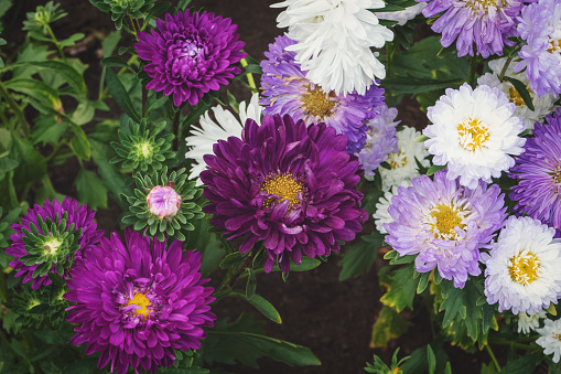 Purple and white Aster flowers growing in the garden, Callistephus chinensis blooming in autumn