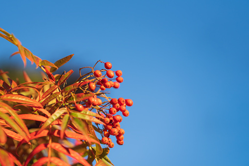 Autumn rowan berries on branch. Rowan berries sour but rich vitamin C. Red berries and leaves on branch close up. Blurred background. Selective focus.