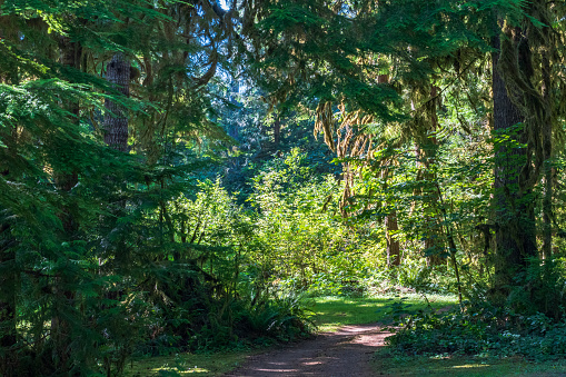 Quiet forest path on Whidbey Island, Washington, USA