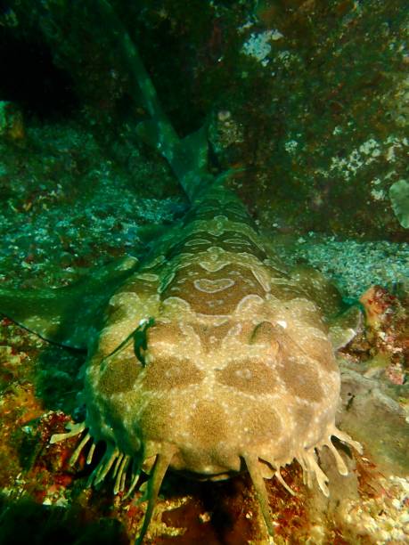 100+ Fotos, Bilder und lizenzfreie Bilder zu Fransenteppichhai Fotos