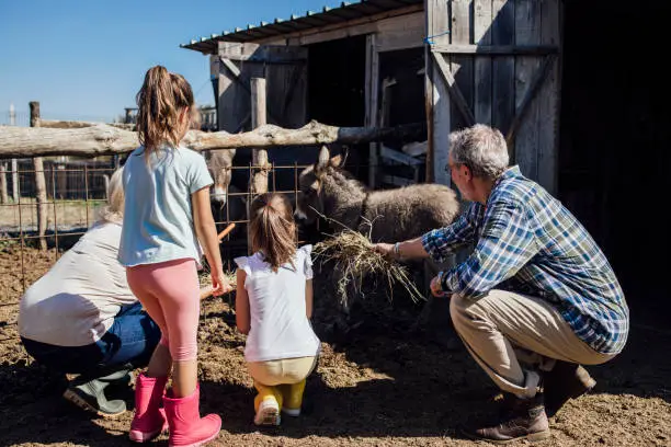 Photo of Little sisters and their grandparents feeding a little donkey on their farm