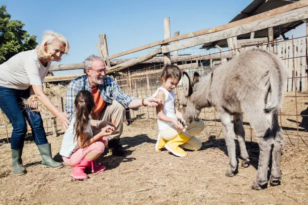 Photo of Two girls feeding a baby donkey and enjoying with grandparents on the farm