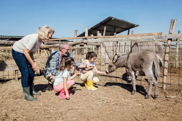 Photo of Two girls enjoying on the farm and helping grandparents feeding donkeys